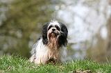 LHASSA APSO 243